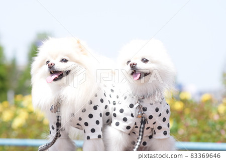 可愛的白色博美犬和花朵 83369646