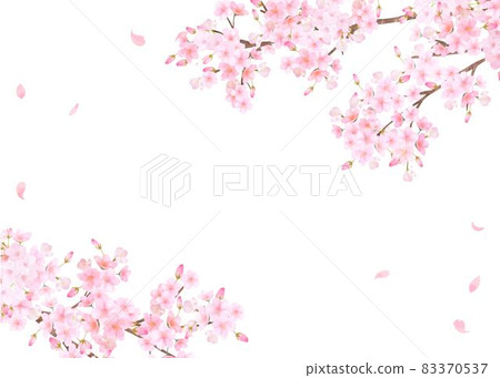 Beautiful and gorgeous cherry blossoms in full bloom and petals fluttering spring white background vector material illustration Beautiful and gorgeous cherry blossoms in full bloom and petals fluttering spring white background vector material illustration 83370537