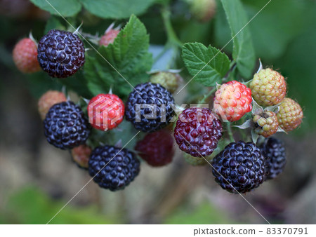 Growing black raspberry. Cumberland 83370791