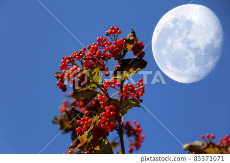 Viburnum and big fantastic Moon 83371071
