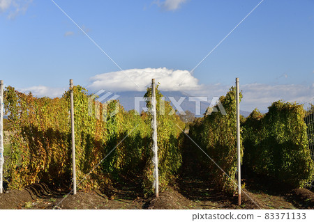 Photographing the scenery of a long potato field near harvest in Toyako Town, Hokkaido 83371133