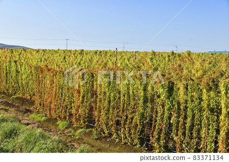 拍攝北海道洞爺湖町接近收穫的長馬鈴薯田的景色 83371134