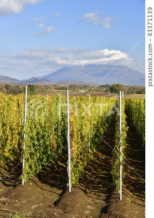 Photographing the scenery of a long potato field near harvest in Toyako Town, Hokkaido Photographing the scenery of a long potato field near harvest in Toyako Town, Hokkaido 83371139