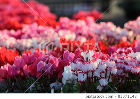 Cyclamen Christmas Flower Garden Cyclamen Cyclamen Christmas Flower Garden Cyclamen 83371148