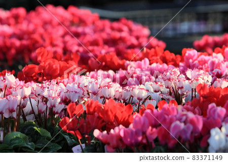 Cyclamen Christmas Flower Garden Cyclamen 83371149