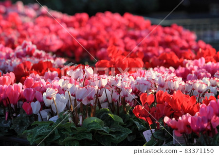 Cyclamen Christmas Flower Garden Cyclamen 83371150