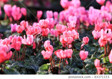Cyclamen Christmas Flower Garden Cyclamen Cyclamen Christmas Flower Garden Cyclamen 83371153