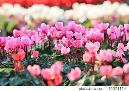 Cyclamen Christmas Flower Garden Cyclamen Cyclamen Christmas Flower Garden Cyclamen 83371154