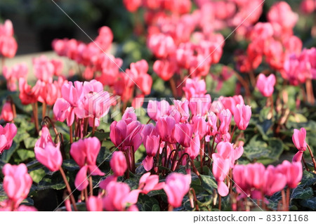 Cyclamen Christmas Flower Garden Cyclamen 83371168