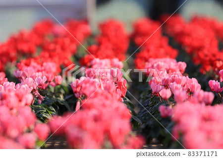 仙客來 聖誕花園 仙客來 83371171