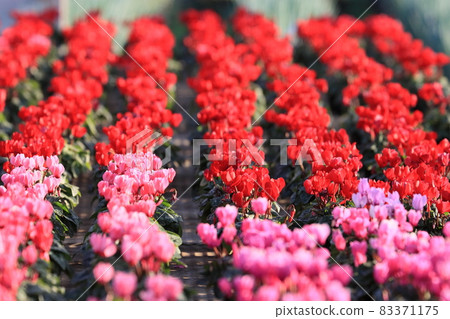 Cyclamen Christmas Flower Garden Cyclamen 83371175