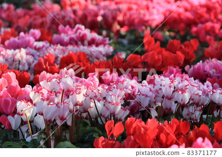 仙客來 聖誕花園 仙客來 83371177