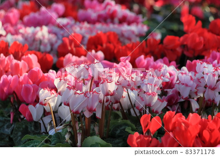 仙客來 聖誕花園 仙客來 仙客來 聖誕花園 仙客來 83371178