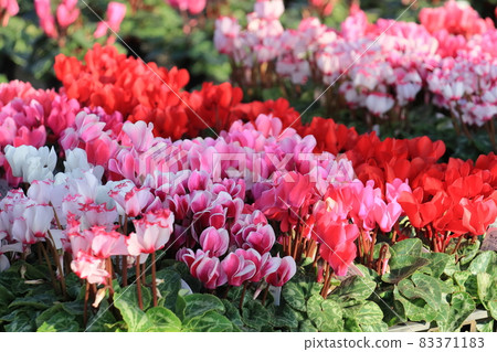 仙客來 聖誕花園 仙客來 仙客來 聖誕花園 仙客來 83371183