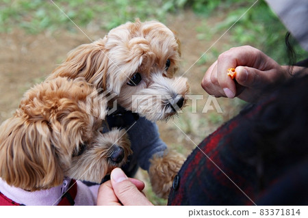 dog dog 83371814