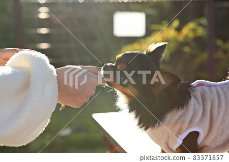狗 83371857