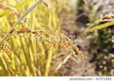 rice plant 83371889