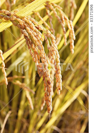 rice plant 83371906