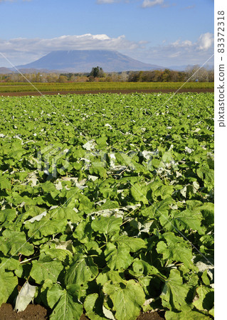 Photographing the scenery of a burdock field near harvest in Toyako Town, Hokkaido 83372318