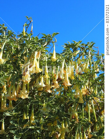 澳大利亞維多利亞州索倫托藍天下的白色鐘形開花樹莫寧頓半島 澳大利亞維多利亞州索倫托藍天下的白色鐘形開花樹莫寧頓半島 83372321