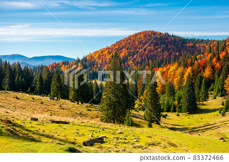 autumn landscape in mountains. trees and grassy meadow on the hillside. open view in to the valley. colorful nature scenery. wonderful sunny weather with clouds on the sky autumn landscape in mountains. trees and grassy meadow on the hillside. open view in to the valley. colorful nature scenery. wonderful sunny weather with clouds on the sky 83372466