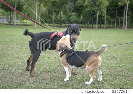 Dogs greet one another 83372614