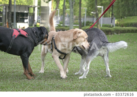 Dogs in the field, greeting one another Dogs in the field, greeting one another 83372616