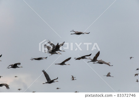 Flying cranes at dawn, Izumi, Kagoshima Prefecture Flying cranes at dawn, Izumi, Kagoshima Prefecture 83372746