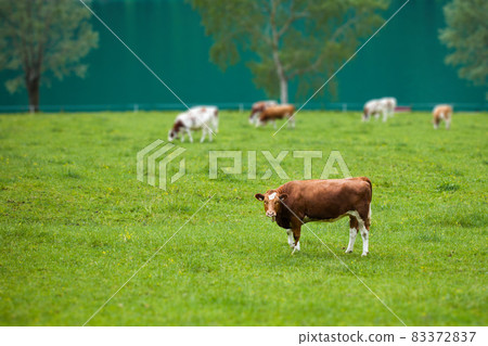 cow in the field cow in the field 83372837