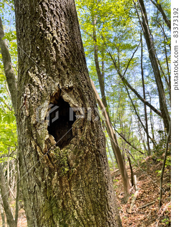 Tree trunk with a hole 83373192
