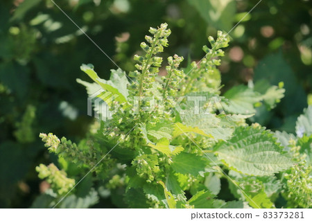 Blue shiso fruit, green perilla, large leaf, large leaf fruit 83373281