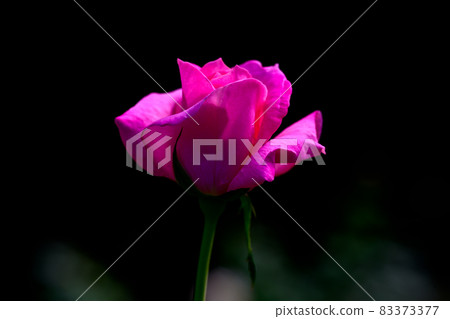 A dark pink rose that shines on a black background A dark pink rose that shines on a black background 83373377