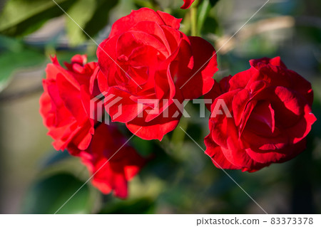 Several crimson roses Several crimson roses 83373378