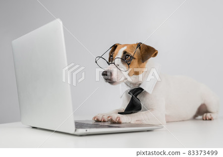 Jack russell terrier dog in glasses and tie works on laptop on white background. Jack russell terrier dog in glasses and tie works on laptop on white background. 83373499