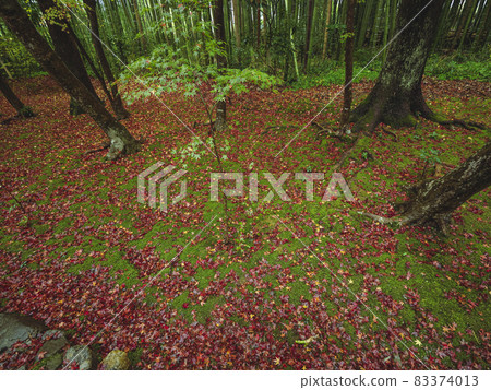 [Kyoto] Bamboo temple Jizo-in bamboo grove and autumn leaves 83374013
