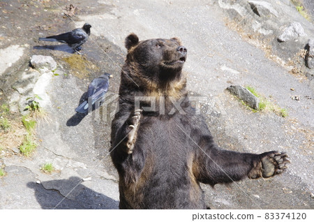 登別熊公園的棕熊 83374120
