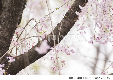 Zenpukuji Park, Tokyo The light red world of weeping cherry blossoms [flowers and plants] 83374939