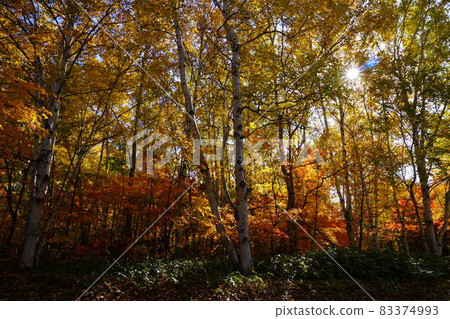 Autumn leaves in Makomanai Park 83374993