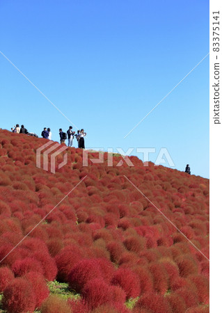 秋葉Kokia（日立海濱公園） 83375141