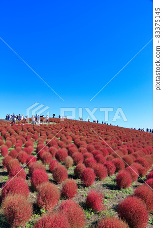 Autumn leaves Kokia (Hitachi Seaside Park) 83375145
