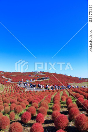 Autumn leaves Kokia (Hitachi Seaside Park) 83375153