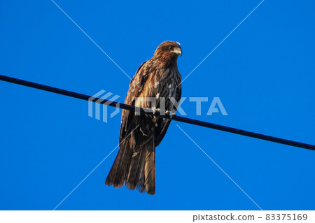 Tobi perched on an electric wire (Miura Port, Miura City, Kanagawa Prefecture) 83375169