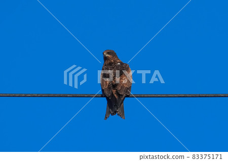 Tobi perched on an electric wire (Miura Port, Miura City, Kanagawa Prefecture) 83375171