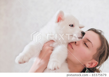 woman holding and embracing yakutian laika puppy while he closes eyese. white dog on female hands. pet friends and care for domestic animals. 83375679