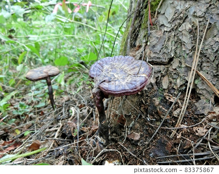 Magojakushi (Ogata Village, Akita Prefecture) It grew from a pine stump. Magojakushi (Ogata Village, Akita Prefecture) It grew from a pine stump. 83375867