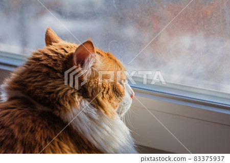 Red adult cat at window 83375937