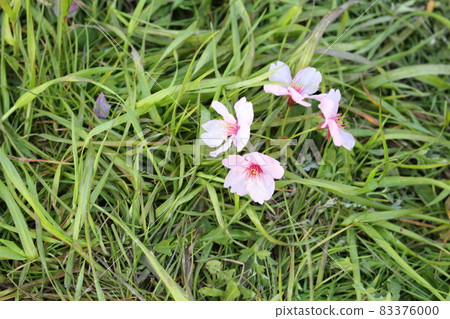 櫻花花瓣落在草地上 83376000