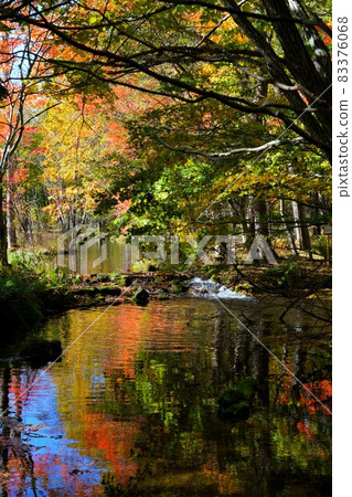 北海道苫小牧市北海道大學森林秋景 83376068
