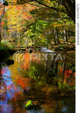 北海道苫小牧市北海道大學森林秋景 北海道苫小牧市北海道大學森林秋景 83376071