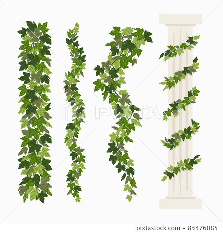 Ivy vines, and a greek antique column entwined with ivy, elements isolated on white background. Vector illustration in flat cartoon style Ivy vines, and a greek antique column entwined with ivy, elements isolated on white background. Vector illustration in flat cartoon style 83376085